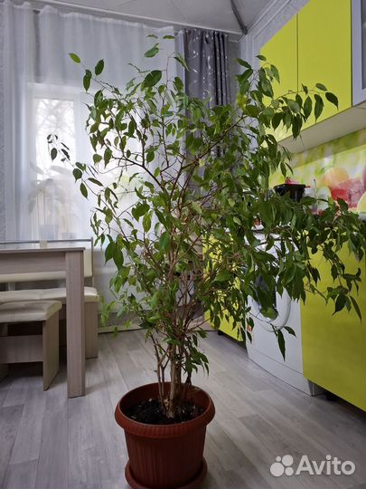 Фикус бенджамина большой