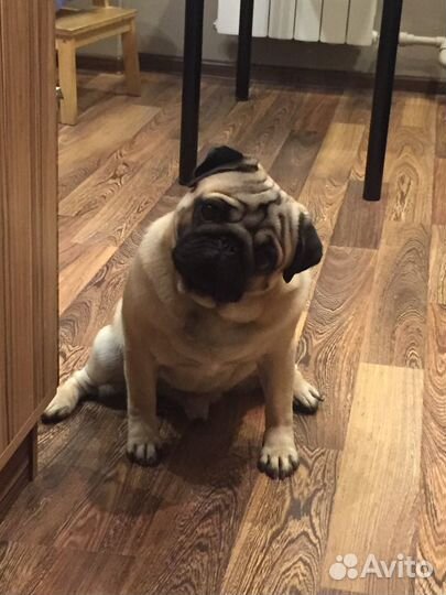 Мопс - вязка