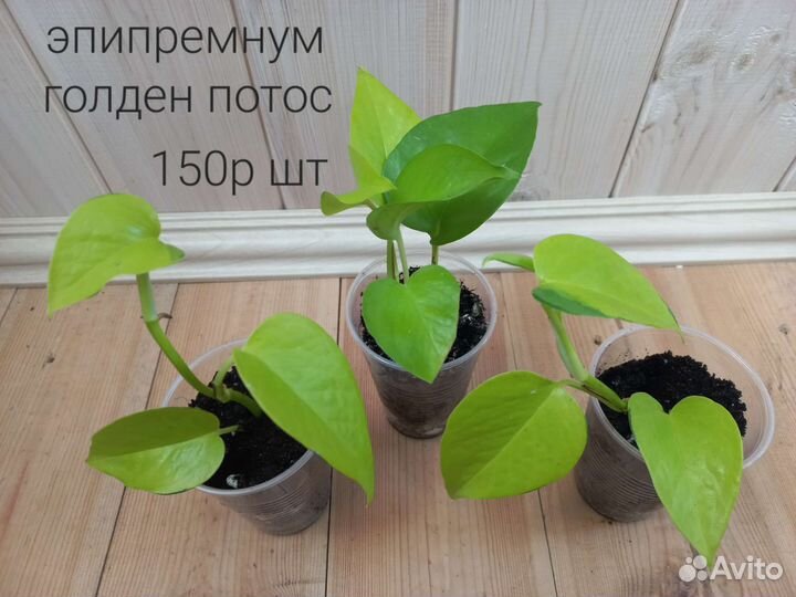 Сциндапсус, эпипремнум, пеперомия