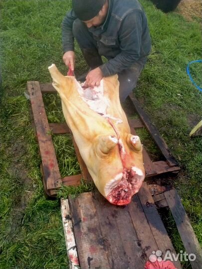 Домашняя свинина