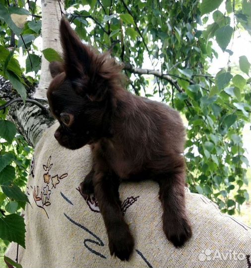 Чихуахуа щенки