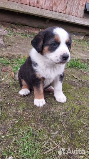 Собака в добрые руки отдам бесплатно