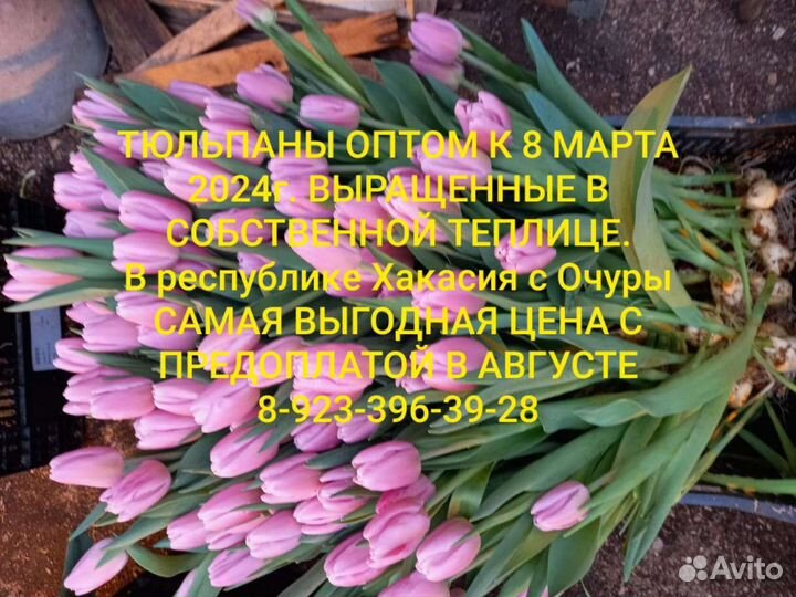 Тюльпаны к 8 марта оптом