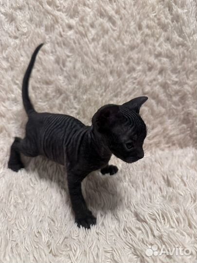 Котята сфинкс браш