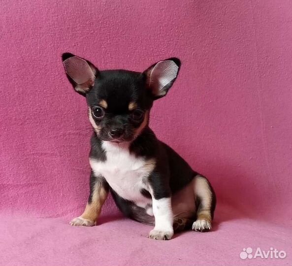 Чихуахуа мальчик