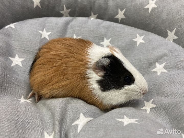 Морские свинки