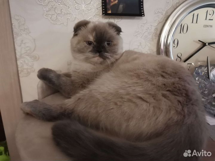 Шотландская вислоухая кошечка