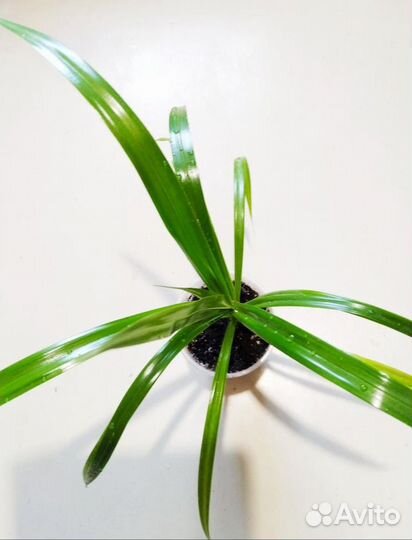 Панданус Вейча