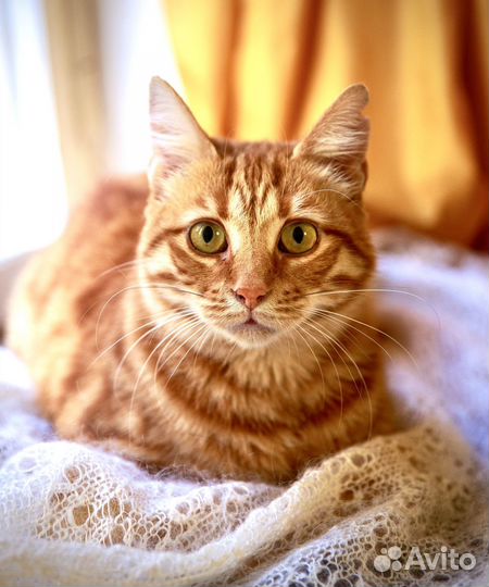 Преданная кошка