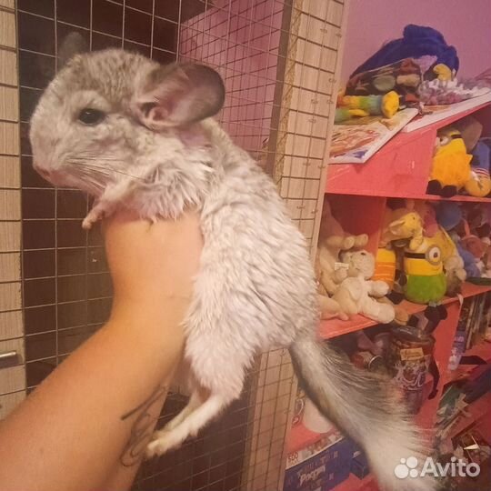 Шиншилла