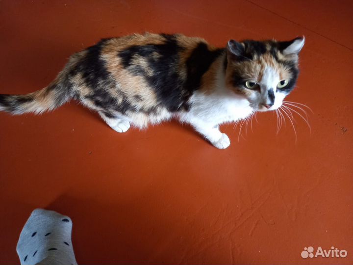 Кошка