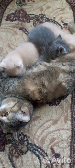 Котята в добрые руки