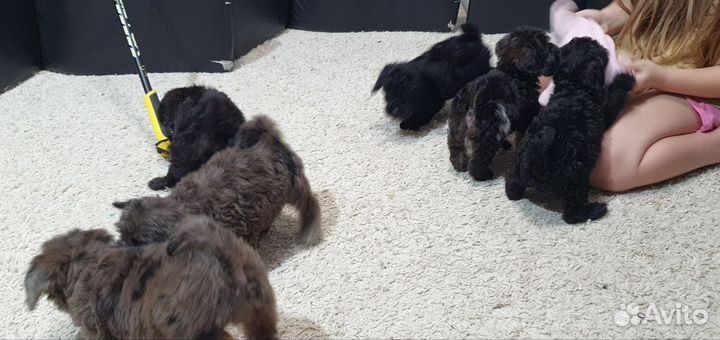 Мальтипу черные и мраморные (мерле)