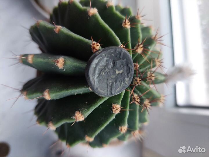 Монета Боспор Киммерийский, Пантикапей