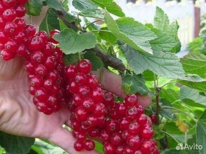 Саженцы Чёрной душистой, Красной и Белой смородины