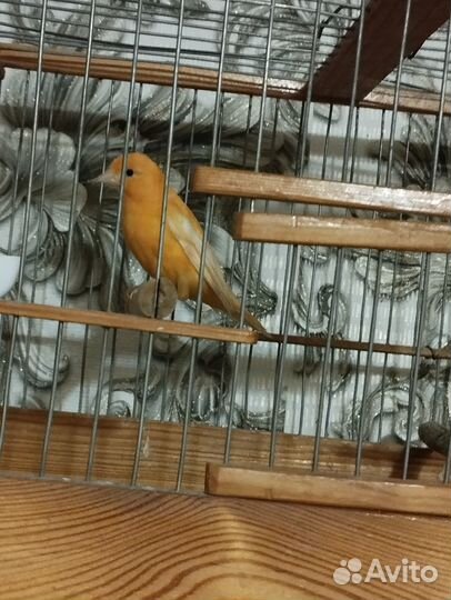 Попугай какарик с клеткой