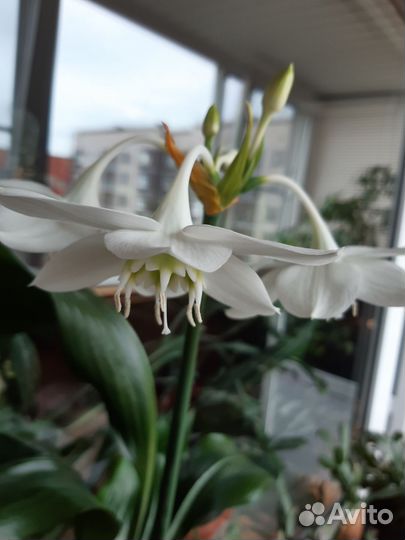 Эухарис амазонская лилия