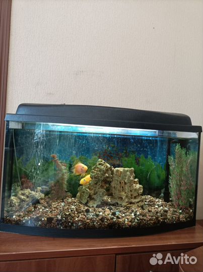 Аквариум 60 л и в подарок 30л с тумбой