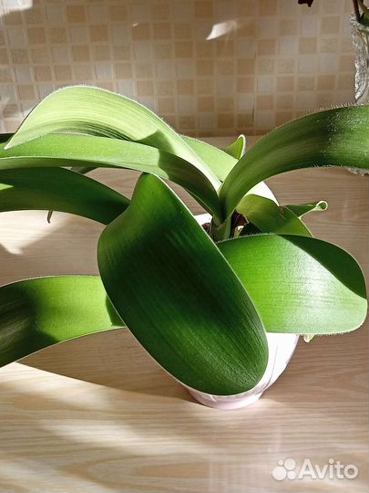 Гемантус или олений язык