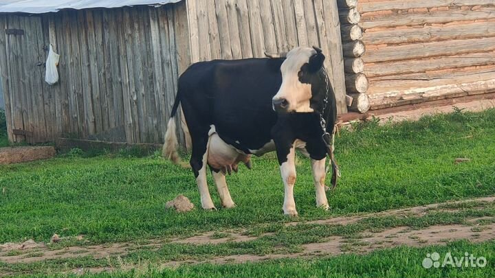 Корова дойная