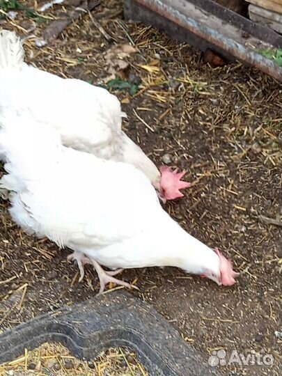 Куры несушки