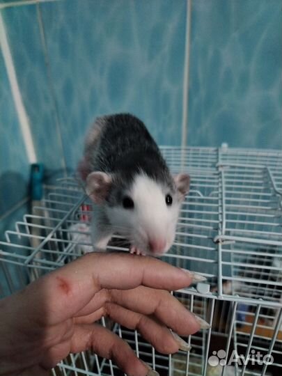 2 крысы с клеткой