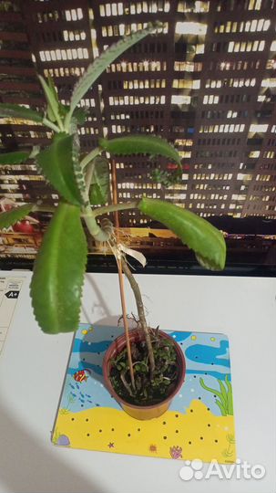 Каланхоэ с детками