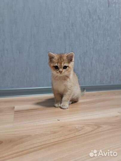 Золотая британская шиншилла