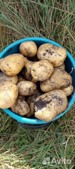 Картофель Санте