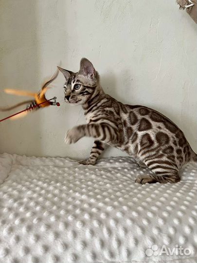 Бенгальские котята