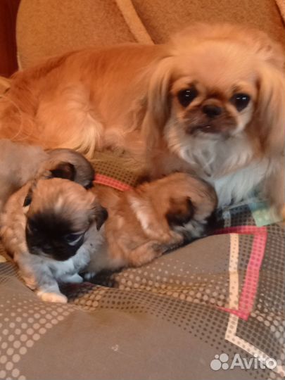 Щенки пекинеса