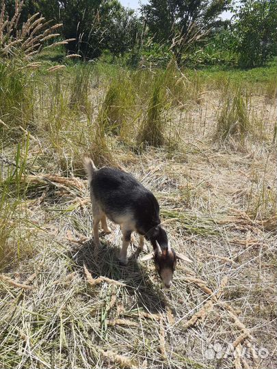 Камерунские козлята