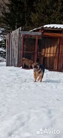 Овчарка немецкая