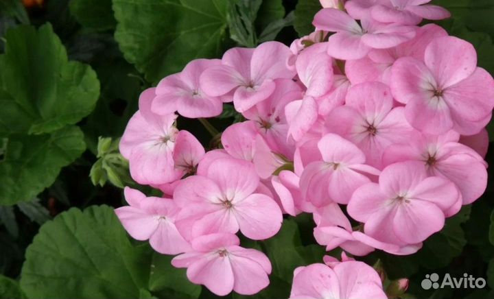 Пеларгония герань
