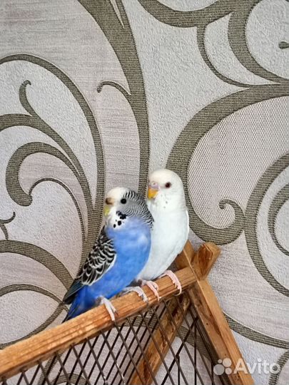 Волнистый попугай пара