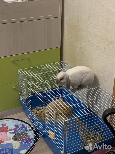 Кролик вислоухий