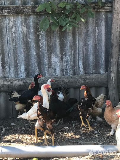 Бойцовые петухи