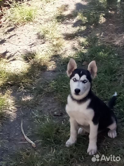 Сибирский хаски