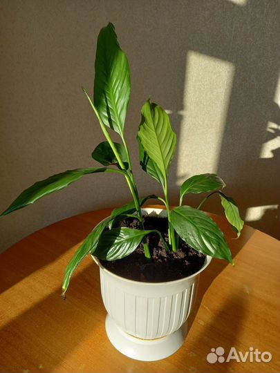 Спатифиллум