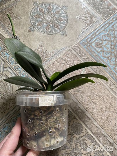 Орхидея бабочка Pink sunset girl