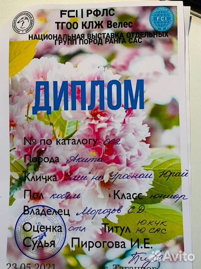 Акита ину