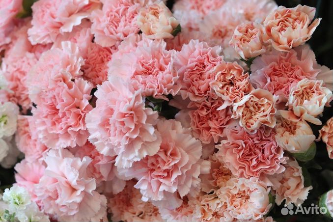 Гвоздика Диантус букет опт