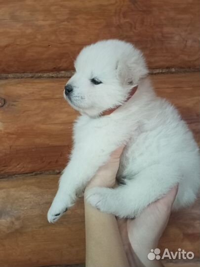 Щенки Самоеда