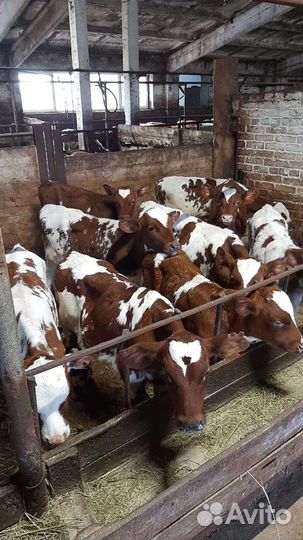 Телята. (бычки)