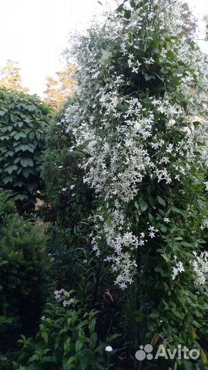 Клематис и девичий виноград