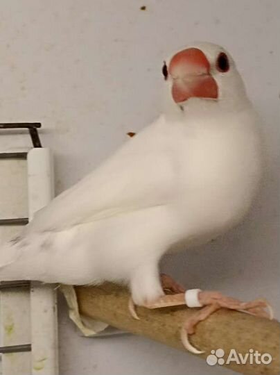 Самец рисовой амадины