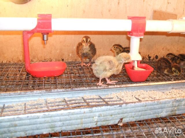 Ниппельные поилки для птиц