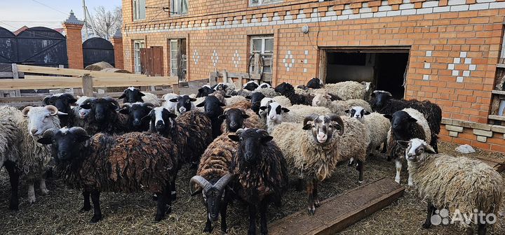 Продам Баранов