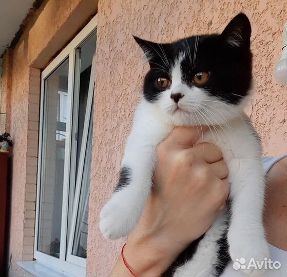 Британские котята