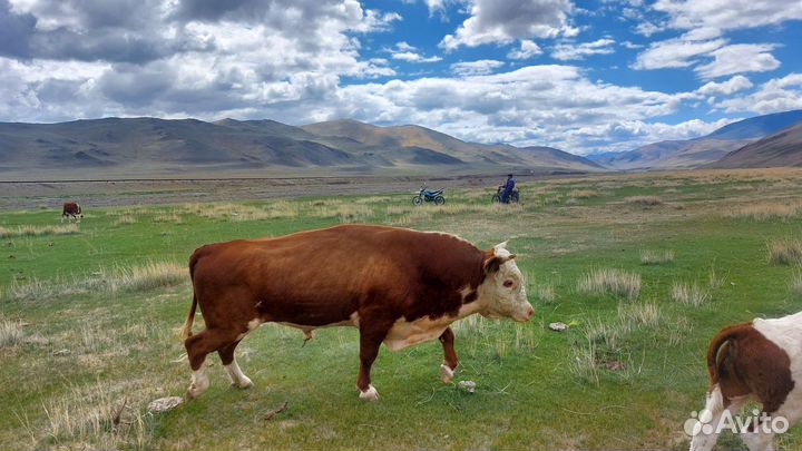 Бычки и быки на мясо